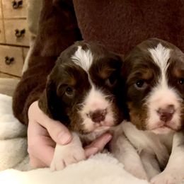 English Springer Spaniel Puppies from Naturally Reared English Springer Spaniels