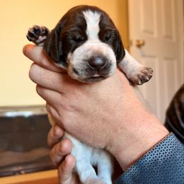 Red - Liver and white male German Shorthaired Pointer puppy in Ash Flat, Arkansas from SmokePoint GSPs