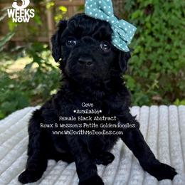 Cove - Black female Goldendoodle puppy in Orange, Texas from Walk with Me Doodles