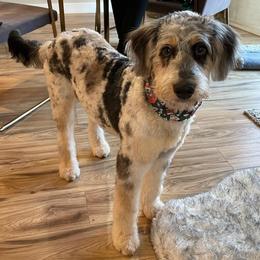 Aussiedoodle and Australian Shepherd Puppies from Junipersdoodles