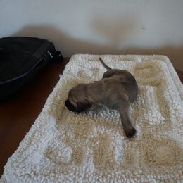 Great Dane Puppies from Taylor's Family