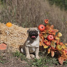 Blue collar - Fawn male Pug puppy in Sultan, Washington from Pawsome Pug Companions