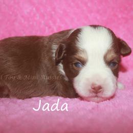 Jada - Red tri female Toy Australian Shepherd puppy in Godley, Texas from Flying H Toy and Mini Aussies