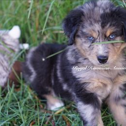 Vulcan 🌋 - Miniature American Shepherd puppy from Royal Hawaiian Aussies LLC