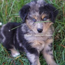 Vulcan 🌋 - Miniature American Shepherd puppy from Royal Hawaiian Aussies LLC