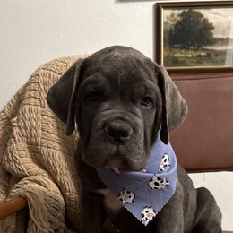 Cash - Gray brindle male Cane Corso puppy in Utah from 3Lake Kennelz