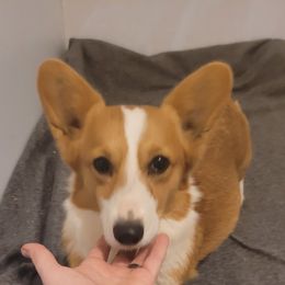 Pearl - Pembroke Welsh Corgi