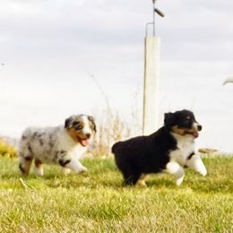 Miniature American Shepherd and Miniature Australian Shepherd Puppies from 74 Ranch Minis
