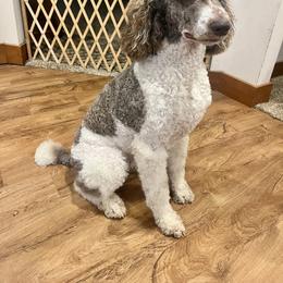 Azena - Poodle