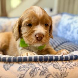 Buzz - Caramel red male Australian Labradoodle puppy in Summerfield, North Carolina from Four Oaks Labradoodles