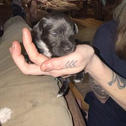 Boy 3 - Black male Miniature Schnauzer puppy in Dunlap, Tennessee from Beards of Glory