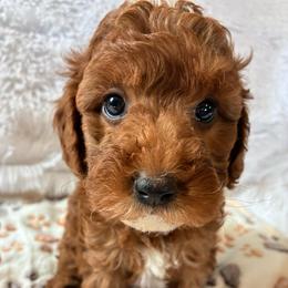 Pooh - Red and white male Cockapoo puppy in Adrian, Oregon from ApplebyFarm
