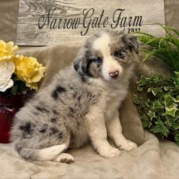 Levi - White and blue merle male Border Collie puppy in Moody, Texas from Narrow Gate Farm