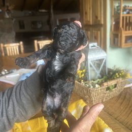 Cockapoo, Sheepadoodle, and Whoodle Puppies from Saddle Mountain Doodles