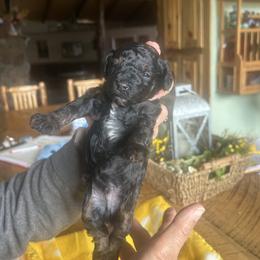 Cockapoo, Sheepadoodle, and Whoodle Puppies from Saddle Mountain Doodles