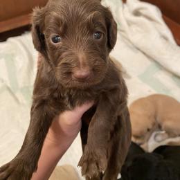 Chocolate girl - Chocolate female Goldendoodle puppy in Daphne, Alabama from Daphne Doodles
