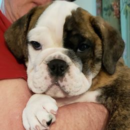 Bulldogs from Dealan De Bulldogs