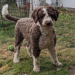 Selah - Spanish Water Dog
