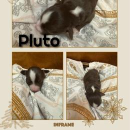 Pluto - Red tri male Toy Australian Shepherd puppy in Menan, Idaho from Teton Toy Aussies