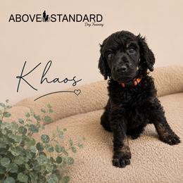 Khaos - Phantom male Poodle puppy in Ponce De Leon, Florida from Above the Standard Dogs