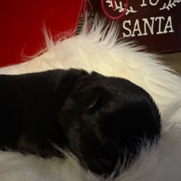 Girl 2 - White Collar - Black Pug puppy in Tallapoosa, Georgia from West Georgia Pugs