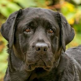 Labrador Retrievers from Soundview Labradors