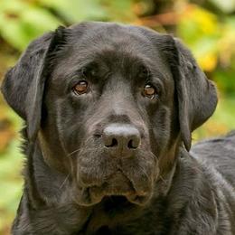 Labrador Retrievers from Soundview Labradors
