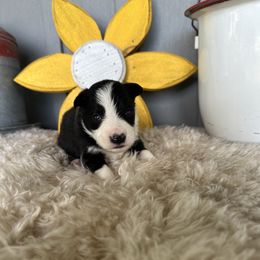 Hugo - Black and white male Border Collie puppy in Lakeview, Michigan from Haven Creek Farm