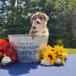 American Corgi and Pembroke Welsh Corgi Puppies from The Adirondack Corgi
