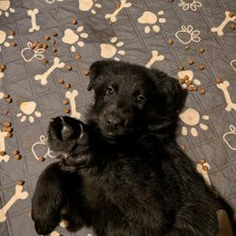 Rob Stark - Black male German Shepherd puppy in Garrett, Indiana from Devil-Dog Shepherds
