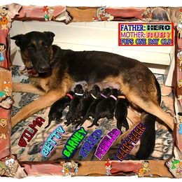 Boy 1 - male German Shepherd puppy in Murrieta, California from Diamond Oaks German Shepherds
