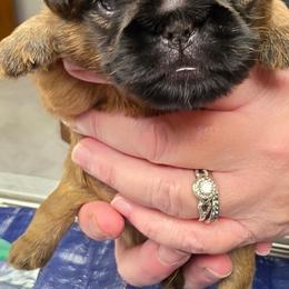 Cody - Red male Brussels Griffon puppy in Columbus, Ohio from Last Knight and Greyhawk Kennels