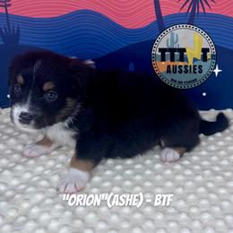 Ashe - Black tri-color female Australian Shepherd puppy in Tucson, Arizona from TTTNT Aussies