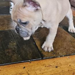 Peanut - Blue fawn male French Bulldog puppy in Fort Myers, Florida from Wendy's French Bulldogs