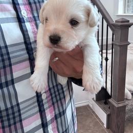 Male 3 - White male Miniature Schnauzer puppy in Seagoville, Texas from JC miniature schnauzers