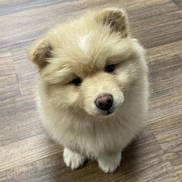 Finnish Lapphund Puppies from Moonshot Finnish Lapphunds