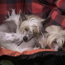 Chinese Cresteds and English Setters from Ambush Kennel