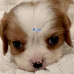Cavalier King Charles Spaniel Puppies from Rhonda Davis