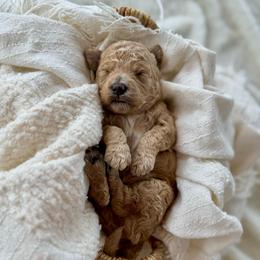 Finn - Red  male Goldendoodle puppy in Rio Linda, California from Plush Doodles