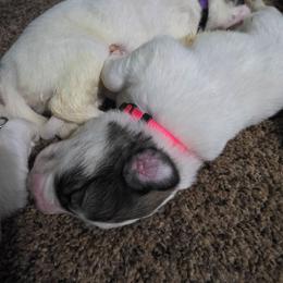 Girl 1 - White and badger female Great Pyrenees puppy in Ruthven, Iowa from Whispering Heights Ranch