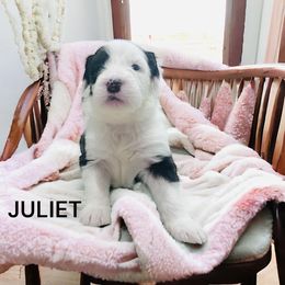 Old English Sheepdog Puppies from Desert Sheepies