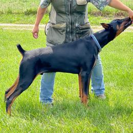Cash - Doberman Pinscher