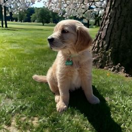 Golden Retriever Puppies from Sydney’s Goldens
