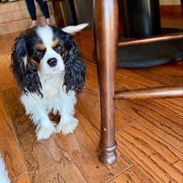 Luna - Cavalier King Charles Spaniel