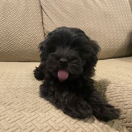 Cavapoo and Havapoo Puppies from Perfectly Playful Doodles