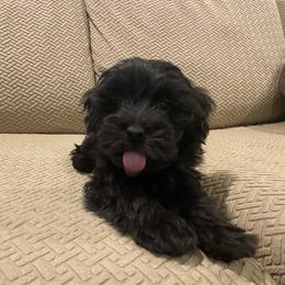 Cavapoo and Havapoo Puppies from Perfectly Playful Doodles