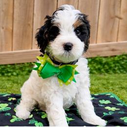 Marshmallow Fluff - Tri-color male Bernedoodle puppy in Boiling Springs, South Carolina from OlliePups, LLC
