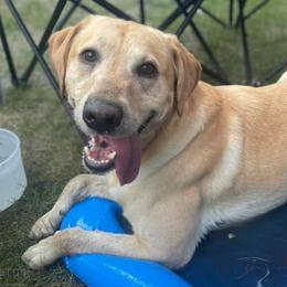 Labrador Retrievers from Alisha Voje's Labrador Retrievers