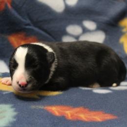Boy 1 - Black and white male Border Collie puppy in Parsons, Kansas from Feathered Cactus Farm