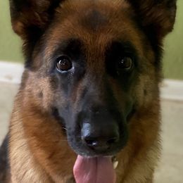 Donna - German Shepherd